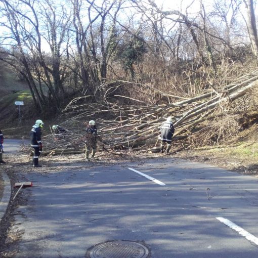 Baum blockiert Rosalienstraße