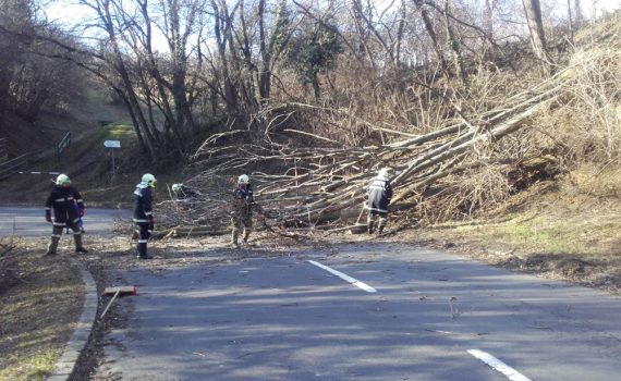 Baum blockiert Rosalienstraße