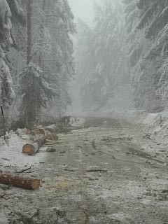 Umgestürzter Baum auf 30 KV Leitung
